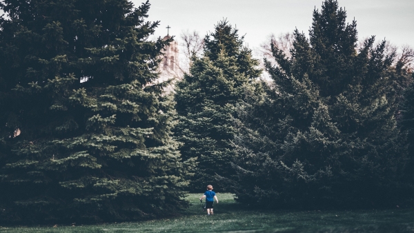 Every Tree For Itself